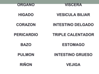ORGANO VISCERA
HIGADO VESICULA BILIAR
CORAZON INTESTINO DELGADO
PERICARDIO TRIPLE CALENTADOR
BAZO ESTOMAGO
PULMON INTESTINO GRUESO
RIÑON VEJIGA
 