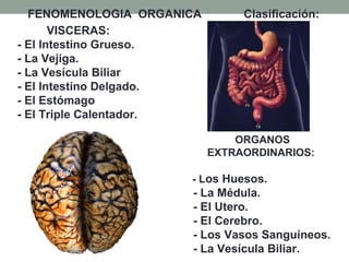 FENOMENOLOGIA ORGANICA Clasificación:
VISCERAS:
- El Intestino Grueso.
- La Vejiga.
- La Vesícula Biliar
- El Intestino Delgado.
- El Estómago
- El Triple Calentador.
ORGANOS
EXTRAORDINARIOS:
- Los Huesos.
- La Médula.
- El Utero.
- El Cerebro.
- Los Vasos Sanguíneos.
- La Vesícula Biliar.
 