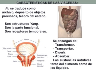 CARACTERISTICAS DE LAS VISCERAS:
Fu se traduce como
archivo, deposito de objetos
preciosos, tesoro del estado.
Son estructuras Yang.
Son la parte funcional.
Son receptores temporales.
Se encargan de:
- Transformar.
- Transportar.
- Digerir.
- Absorber.
Las sustancias nutritivas
tanto del alimento como de
los líquidos.
 