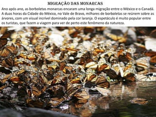 Migração das Monarcas
Ano após ano, as borboletas monarcas encaram uma longa migração entre o México e o Canadá.
A duas horas da Cidade do México, no Vale de Bravo, milhares de borboletas se reúnem sobre as
árvores, com um visual incrível dominado pela cor laranja. O espetáculo é muito popular entre
os turistas, que fazem a viagem para ver de perto este fenômeno da natureza.
 