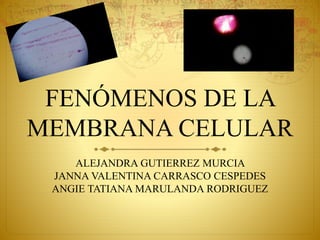 FENÓMENOS DE LA
MEMBRANA CELULAR
ALEJANDRA GUTIERREZ MURCIA
JANNA VALENTINA CARRASCO CESPEDES
ANGIE TATIANA MARULANDA RODRIGUEZ
 