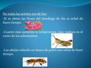 No todas las señales son de fiar:
-Si se abren las flores del dondiego de día es señal de
buen tiempo.
-Cuanto más aumenta la temperatura, mas ruidoso es el
canto de los saltamontes.
-Las abejas volando en busca de polen son señal de buen
tiempo.
 