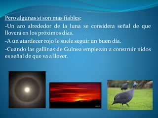 Pero algunas si son mas fiables:
-Un aro alrededor de la luna se considera señal de que
lloverá en los próximos días.
-A un atardecer rojo le suele seguir un buen día.
-Cuando las gallinas de Guinea empiezan a construir nidos
es señal de que va a llover.
 