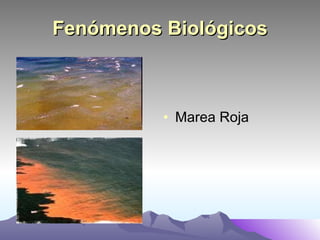 Marea Roja Fenómenos Biológicos 