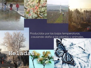 Producidas por las bajas temperaturas, causando daño a las plantas y animales.  Heladas . 
