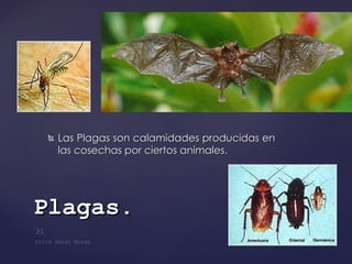 Las Plagas son calamidades producidas en las cosechas por ciertos animales. Plagas . 