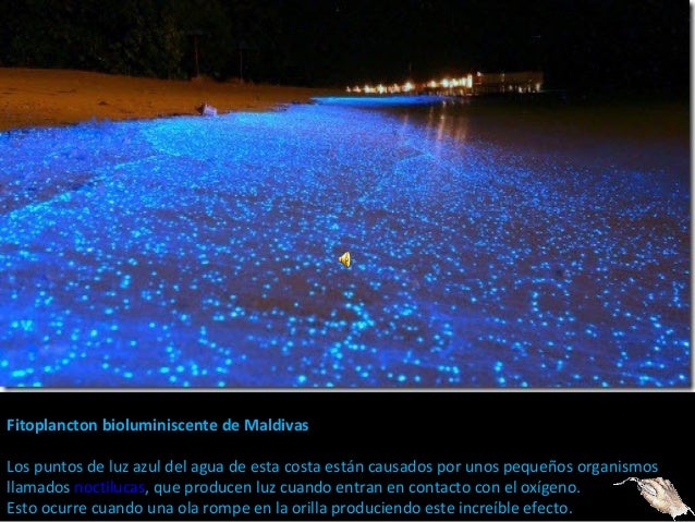 Fitoplancton bioluminiscente de Maldivas
Los puntos de luz azul del agua de esta costa están causados por unos pequeños or...