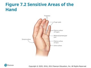 Copyright © 2020, 2016, 2012 Pearson Education, Inc. All Rights Reserved
Figure 7.2 Sensitive Areas of the
Hand
 