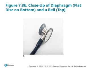 Copyright © 2020, 2016, 2012 Pearson Education, Inc. All Rights Reserved
Figure 7.8b. Close-Up of Diaphragm (Flat
Disc on Bottom) and a Bell (Top)
 