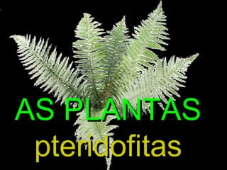 AS PLANTAS
pteridofitas

 