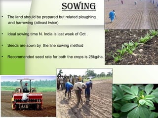 Sowing
• The land should be prepared but related ploughing
and harrowing (atleast twice).
• Ideal sowing time N. India is last week of Oct .
• Seeds are sown by the line sowing method
• Recommended seed rate for both the crops is 25kg/ha.
 