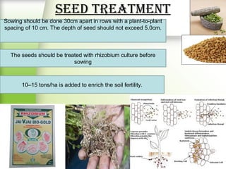 Seed treatment
The seeds should be treated with rhizobium culture before
sowing
Sowing should be done 30cm apart in rows with a plant-to-plant
spacing of 10 cm. The depth of seed should not exceed 5.0cm.
10–15 tons/ha is added to enrich the soil fertility.
 