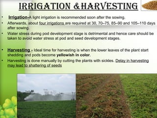 IrrIGatIOn &HarVeStInG
• Irrigation-A light irrigation is recommended soon after the sowing.
• Afterwards, about four irrigations are required at 30, 70–75, 85–90 and 105–110 days
after sowing.
• Water stress during pod development stage is detrimental and hence care should be
taken to avoid water stress at pod and seed development stages.
• Harvesting - Ideal time for harvesting is when the lower leaves of the plant start
shedding and pods become yellowish in color.
• Harvesting is done manually by cutting the plants with sickles. Delay in harvesting
may lead to shattering of seeds
 