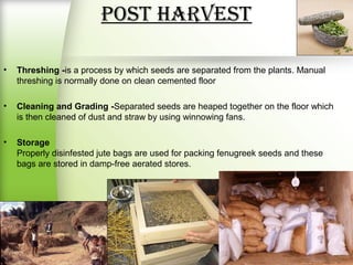 POSt HarVeSt
• Threshing -is a process by which seeds are separated from the plants. Manual
threshing is normally done on clean cemented floor
• Cleaning and Grading -Separated seeds are heaped together on the floor which
is then cleaned of dust and straw by using winnowing fans.
• Storage
Properly disinfested jute bags are used for packing fenugreek seeds and these
bags are stored in damp-free aerated stores.
 