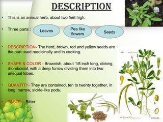 Description
• This is an annual herb, about two feet high.
• Three parts :
• DESCRIPTION- The hard, brown, red and yellow seeds are
the part used medicinally and in cooking.
• SHAPE & COLOR - Brownish, about 1/8 inch long, oblong,
rhomboidal, with a deep furrow dividing them into two
unequal lobes.
• QUANTITY- They are contained, ten to twenty together, in
long, narrow, sickle-like pods.
• TASTE - Bitter
Leaves Pea like
flowers Seeds
 