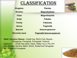 classiFication
• Other Common Names - Greek hay, Bird's Foot, Boyotu,
Chinagreye, Fenegriek, Fenugreek, Foenum
Graecum, Greek Hay-seed, Halva, Helba, Hu Lu Pa, K'U
Tou, Kelabat, Koroha, Methi, Shimli, Sickle-fruit Fenugreek
and Sicklefruit Fenugreek.
Kingdom Plantae
Division Magnoliophyta
Class Magnoliopsida
Order Fabales
Family Fabaceae
Genus Trigonella
Species foenum-graecum
Binomial name Trigonella foenum-graecum
 