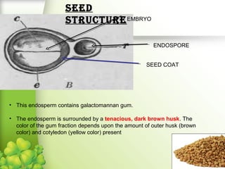EMBRYO
ENDOSPORE
SEED COAT
SEED
STRUCTURE
• This endosperm contains galactomannan gum.
• The endosperm is surrounded by a tenacious, dark brown husk. The
color of the gum fraction depends upon the amount of outer husk (brown
color) and cotyledon (yellow color) present
 