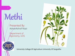 Methi
1
Presented By:
AdnanAshraf Niazi
Department of
Agronomy, UOS
University College Of Agriculture University Of Sargodha
 
