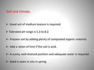Soil and climate
 Good soil of medium texture is required.
 Tolerated pH range is 5.3 to 8.2.
- Prepare soil by adding plenty of composted organic material.
- Add a ration of lime if the soil is acid.
- A sunny, well-drained position and adequate water is required.
- Seed is sown in situ in spring.
 