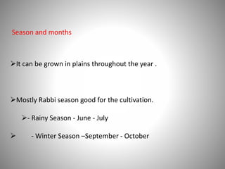 Season and months
It can be grown in plains throughout the year .
Mostly Rabbi season good for the cultivation.
- Rainy Season - June - July
 - Winter Season –September - October
 