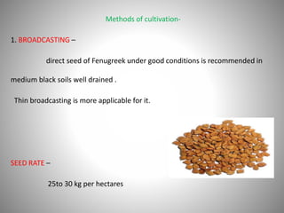 Methods of cultivation-
1. BROADCASTING –
direct seed of Fenugreek under good conditions is recommended in
medium black soils well drained .
Thin broadcasting is more applicable for it.
SEED RATE –
25to 30 kg per hectares
 