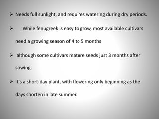  Needs full sunlight, and requires watering during dry periods.
 While fenugreek is easy to grow, most available cultivars
need a growing season of 4 to 5 months
 although some cultivars mature seeds just 3 months after
sowing.
 It's a short-day plant, with flowering only beginning as the
days shorten in late summer.
 