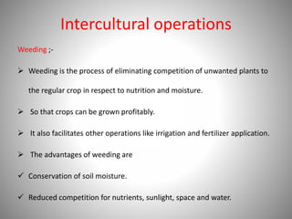 Intercultural operations
Weeding ;-
 Weeding is the process of eliminating competition of unwanted plants to
the regular crop in respect to nutrition and moisture.
 So that crops can be grown profitably.
 It also facilitates other operations like irrigation and fertilizer application.
 The advantages of weeding are
 Conservation of soil moisture.
 Reduced competition for nutrients, sunlight, space and water.
 