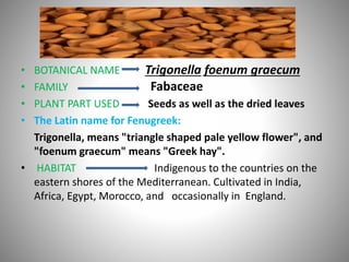 • BOTANICAL NAME
• FAMILY
• PLANT PART USED Seeds as well as the dried leaves
• The Latin name for Fenugreek:
Trigonella, means "triangle shaped pale yellow flower", and
"foenum graecum" means "Greek hay".
• HABITAT Indigenous to the countries on the
eastern shores of the Mediterranean. Cultivated in India,
Africa, Egypt, Morocco, and occasionally in England.
Trigonella foenum graecum
Fabaceae
 