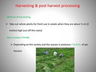 Harvesting & post harvest processing
Method of harvesting
 Take out whole plants for fresh use in salads when they are about 5 cm (2
inches) high (cut off the roots)
Main product (Yield)
 Depending on the variety and the season it produces 7 to 8 tn. of per
hectare.
 
