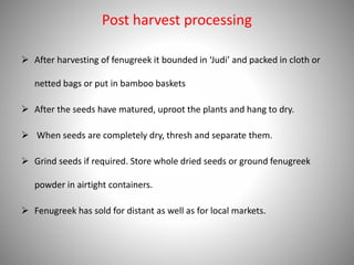 Post harvest processing
 After harvesting of fenugreek it bounded in ‘Judi’ and packed in cloth or
netted bags or put in bamboo baskets
 After the seeds have matured, uproot the plants and hang to dry.
 When seeds are completely dry, thresh and separate them.
 Grind seeds if required. Store whole dried seeds or ground fenugreek
powder in airtight containers.
 Fenugreek has sold for distant as well as for local markets.
 