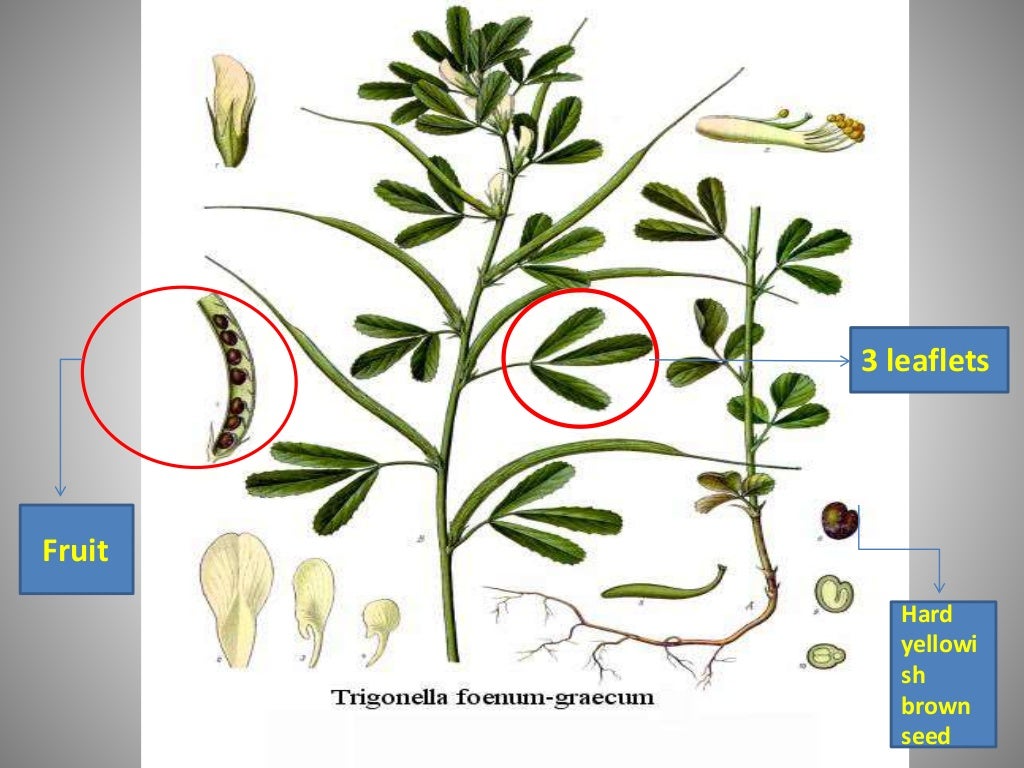 Fenugreek cultivation