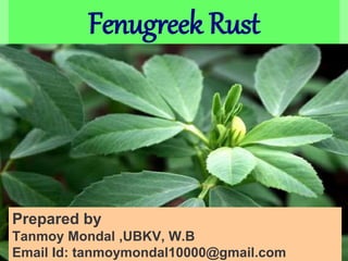 Fenugreek Rust
Prepared by
Tanmoy Mondal ,UBKV, W.B
Email Id: tanmoymondal10000@gmail.com
 