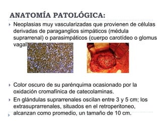 ANATOMÍA PATOLÓGICA:


Neoplasias muy vascularizadas que provienen de células
derivadas de paraganglios simpáticos (médula
suprarrenal) o parasimpáticos (cuerpo carotídeo o glomus
vagal).



Color oscuro de su parénquima ocasionado por la
oxidación cromafínica de catecolaminas.
En glándulas suprarrenales oscilan entre 3 y 5 cm; los
extrasuprarrenales, situados en el retroperitoneo,
alcanzan como promedio, un tamaño de 10 cm.



 