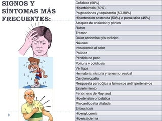 SIGNOS Y
SÍNTOMAS MÁS
FRECUENTES:

Cefaleas (50%)
Hiperhidrosis (50%)
Palpitaciones y taquicardia (50-80%)
Hipertensión sostenida (50%) o paroxística (45%)
Ataques de ansiedad y pánico
Rubor
Tremor
Dolor abdominal y/o torácico
Náusea
Intolerancia al calor
Palidez
Pérdida de peso
Poliuria y polidipsia
Vértigos
Hematuria, nicturia y tenesmo vesical

Cardiomiopatía
Respuesta paradójica a fármacos antihipertensivos
Estreñimiento
Fenómeno de Raynaud
Hipotensión ortostática
Miocardiopatía dilatada
Eritrocitosis
Hiperglucemia
Hipercalciemia

 