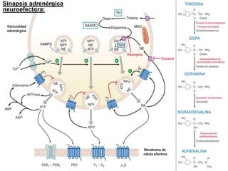 Sinapsis adrenérgica
neuroefectora:

 