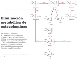 Eliminación
metabólica de
catecolaminas
AR: aldehido reductasa
AD: aldehido deshidrogenasa
DOPEG: 3,4-dihidroxifenilglicol
DOMA: ác. 3,4-dihidroximandélico
MOPEG: 3-metoxi, 4-hidroxifenilglicol

COMT: catecol-O-metiltransferasa
MOPGAL: aldehído inestable
ADH: alcohol deshidrogenasa
VMA: ác. vanillilmandélico

 