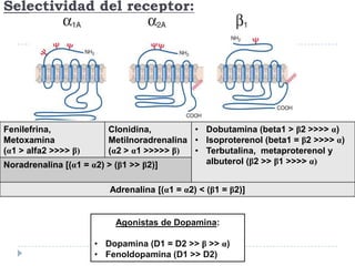 Selectividad del receptor:

• Dobutamina (beta1 > β2 >>>> α)
Clonidina,
Metilnoradrenalina • Isoproterenol (beta1 = β2 >>>> α)
(α2 > α1 >>>>> β)
• Terbutalina, metaproterenol y
albuterol (β2 >> β1 >>>> α)
Noradrenalina [(α1 = α2) > (β1 >> β2)]
Fenilefrina,
Metoxamina
(α1 > alfa2 >>>> β)

Adrenalina [(α1 = α2) < (β1 = β2)]

Agonistas de Dopamina:
• Dopamina (D1 = D2 >> β >> α)
• Fenoldopamina (D1 >> D2)

 