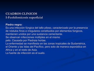 CUADROS CLINICOS
CUADROS CLINICOS
I-Feohifomicosis superficial
I-Feohifomicosis superficial
Piedra negra:
Piedra negra:
Es una infección fúngica del tallo piloso, caracterizado por la presencia
Es una infección fúngica del tallo piloso, caracterizado por la presencia
de nódulos finos e irregulares constituidos por elementos fúngicos,
de nódulos finos e irregulares constituidos por elementos fúngicos,
mantienen unidos por una sustancia cementante.
mantienen unidos por una sustancia cementante.
Se observan infecciones múltiples en el mismo
Se observan infecciones múltiples en el mismo
pelo. Causada por Piedraia hortae.
pelo. Causada por Piedraia hortae.
La enfermedad se manifiesta en las zonas tropicales de Sudamérica,
La enfermedad se manifiesta en las zonas tropicales de Sudamérica,
el Oriente y las Islas del Pacífico, pero solo de manera esporádica en
el Oriente y las Islas del Pacífico, pero solo de manera esporádica en
Africa y en el resto de Asia.
Africa y en el resto de Asia.
La fuente de infección es el suelo.
La fuente de infección es el suelo.
 