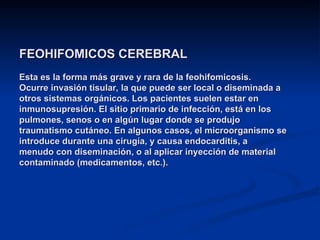 FEOHIFOMICOS CEREBRAL
FEOHIFOMICOS CEREBRAL
Esta es la forma más grave y rara de la feohifomicosis.
Esta es la forma más grave y rara de la feohifomicosis.
Ocurre invasión tisular, la que puede ser local o diseminada a
Ocurre invasión tisular, la que puede ser local o diseminada a
otros sistemas orgánicos. Los pacientes suelen estar en
otros sistemas orgánicos. Los pacientes suelen estar en
inmunosupresión. El sitio primario de infección, está en los
inmunosupresión. El sitio primario de infección, está en los
pulmones, senos o en algún lugar donde se produjo
pulmones, senos o en algún lugar donde se produjo
traumatismo cutáneo. En algunos casos, el microorganismo se
traumatismo cutáneo. En algunos casos, el microorganismo se
introduce durante una cirugía, y causa endocarditis, a
introduce durante una cirugía, y causa endocarditis, a
menudo con diseminación, o al aplicar inyección de material
menudo con diseminación, o al aplicar inyección de material
contaminado (medicamentos, etc.).
contaminado (medicamentos, etc.).
 