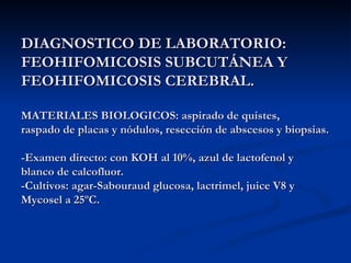 DIAGNOSTICO DE LABORATORIO:
DIAGNOSTICO DE LABORATORIO:
FEOHIFOMICOSIS SUBCUTÁNEA Y
FEOHIFOMICOSIS SUBCUTÁNEA Y
FEOHIFOMICOSIS CEREBRAL.
FEOHIFOMICOSIS CEREBRAL.
MATERIALES BIOLOGICOS: aspirado de quistes,
MATERIALES BIOLOGICOS: aspirado de quistes,
raspado de placas y nódulos, resección de abscesos y biopsias.
raspado de placas y nódulos, resección de abscesos y biopsias.
-Examen directo: con KOH al 10%, azul de lactofenol y
-Examen directo: con KOH al 10%, azul de lactofenol y
blanco de calcofluor.
blanco de calcofluor.
-Cultivos: agar-Sabouraud glucosa, lactrimel, juice V8 y
-Cultivos: agar-Sabouraud glucosa, lactrimel, juice V8 y
Mycosel a 25ºC.
Mycosel a 25ºC.
 