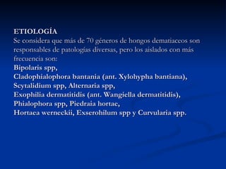 ETIOLOGÍA
ETIOLOGÍA
Se considera que más de 70 géneros de hongos dematiaceos son
Se considera que más de 70 géneros de hongos dematiaceos son
responsables de patologías diversas, pero los aislados con más
responsables de patologías diversas, pero los aislados con más
frecuencia son:
frecuencia son:
Bipolaris spp,
Bipolaris spp,
Cladophialophora bantania (ant. Xylohypha bantiana),
Cladophialophora bantania (ant. Xylohypha bantiana),
Scytalidium spp, Alternaria spp,
Scytalidium spp, Alternaria spp,
Exophilia dermatitidis (ant. Wangiella dermatitidis),
Exophilia dermatitidis (ant. Wangiella dermatitidis),
Phialophora spp, Piedraia hortae,
Phialophora spp, Piedraia hortae,
Hortaea werneckii, Exserohilum spp y Curvularia spp.
Hortaea werneckii, Exserohilum spp y Curvularia spp.
 