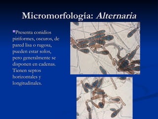 Micromorfología:
Micromorfología: Alternaria
Alternaria
Presenta conidios
Presenta conidios
piriformes, oscuros, de
piriformes, oscuros, de
pared lisa o rugosa,
pared lisa o rugosa,
pueden estar solos,
pueden estar solos,
pero generalmente se
pero generalmente se
disponen en cadenas.
disponen en cadenas.
Tienen septos
Tienen septos
horizontales y
horizontales y
longitudinales.
longitudinales.
 