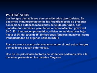 PATOGÉNESIS
PATOGÉNESIS
Los hongos dematiáceos son considerados oportunistas. En
Los hongos dematiáceos son considerados oportunistas. En
pacientes inmunocompetentes las Feohifomicosis se presenta
pacientes inmunocompetentes las Feohifomicosis se presenta
con lesiones cutáneas localizadas de tejido profundo, post
con lesiones cutáneas localizadas de tejido profundo, post
inoculación traumática percutánea o como infección grave del
inoculación traumática percutánea o como infección grave del
SNC. En inmunocomprometidos, si bien su incidencia es baja
SNC. En inmunocomprometidos, si bien su incidencia es baja
hasta el 9% del total de IFI (infecciones fúngicas invasivas) como
hasta el 9% del total de IFI (infecciones fúngicas invasivas) como
transplantados de órganos sólidos (SOT).
transplantados de órganos sólidos (SOT).
Poco se conoce acerca del mecanismo por el cual estos hongos
Poco se conoce acerca del mecanismo por el cual estos hongos
dematiáceos causan enfermedad.
dematiáceos causan enfermedad.
Uno de los principales factores de virulencia podemos citar a la
Uno de los principales factores de virulencia podemos citar a la
melanina presente en las paredes fúngicas.
melanina presente en las paredes fúngicas.
 