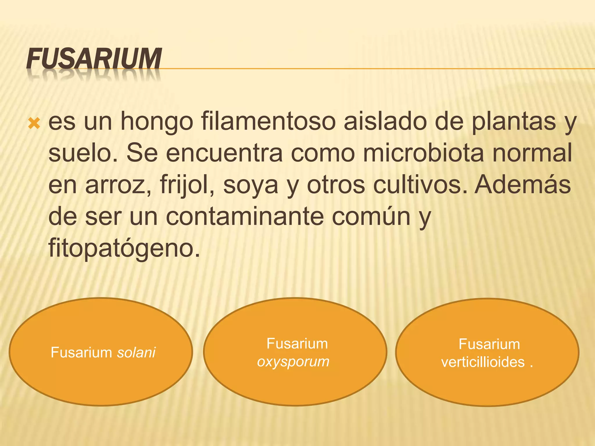 FUSARIUM
 es un hongo filamentoso aislado de plantas y
suelo. Se encuentra como microbiota normal
en arroz, frijol, soya y otros cultivos. Además
de ser un contaminante común y
fitopatógeno.
Fusarium solani
Fusarium
oxysporum
Fusarium
verticillioides .
 