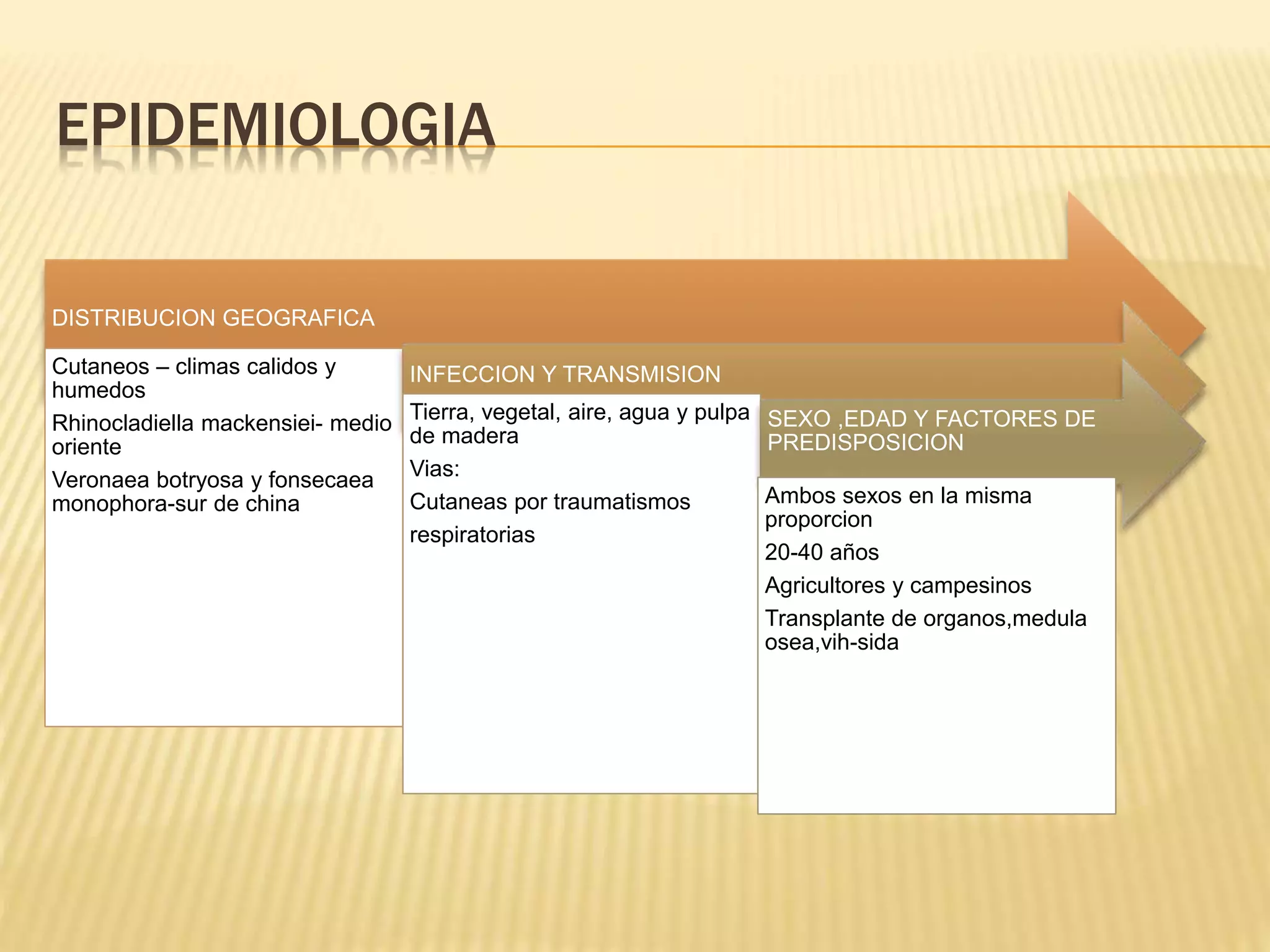 EPIDEMIOLOGIA
DISTRIBUCION GEOGRAFICA
Cutaneos – climas calidos y
humedos
Rhinocladiella mackensiei- medio
oriente
Veronaea botryosa y fonsecaea
monophora-sur de china
INFECCION Y TRANSMISION
Tierra, vegetal, aire, agua y pulpa
de madera
Vias:
Cutaneas por traumatismos
respiratorias
SEXO ,EDAD Y FACTORES DE
PREDISPOSICION
Ambos sexos en la misma
proporcion
20-40 años
Agricultores y campesinos
Transplante de organos,medula
osea,vih-sida
 