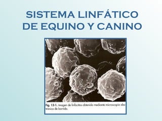 SISTEMA LINFÁTICO
DE EQUINO Y CANINO
 