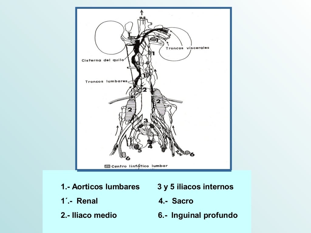 Sistema Linfatico Equino y Canino