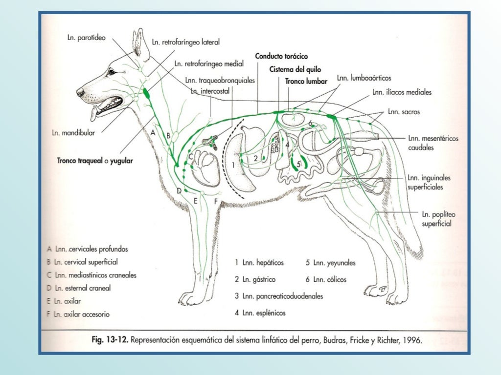 Sistema Linfatico Equino y Canino