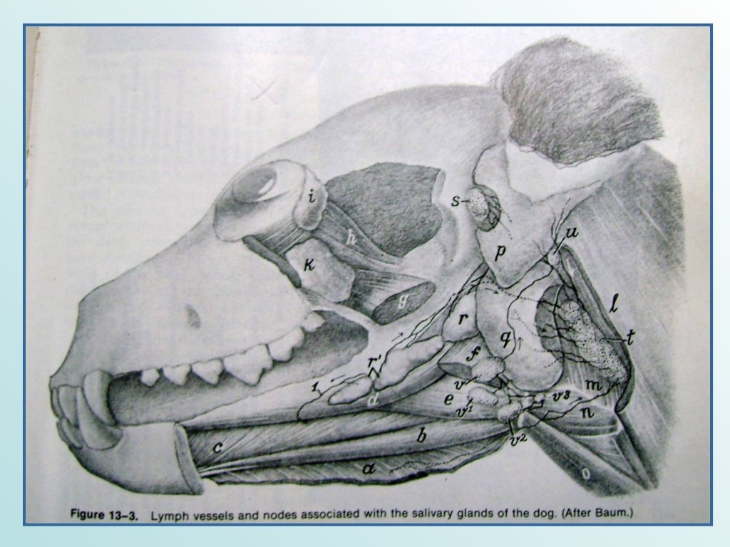 Sistema Linfatico Equino y Canino