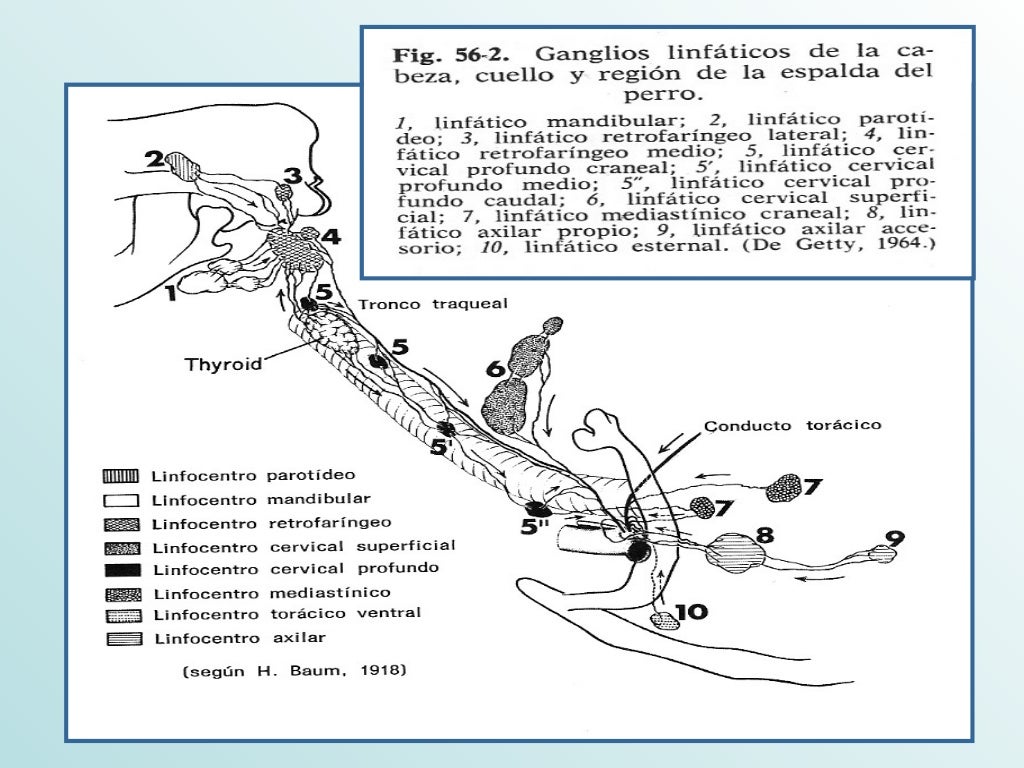 Sistema Linfatico Equino y Canino